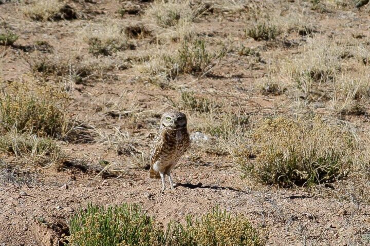 Western Burrowing Owls have returned to the Oñate Military Complex