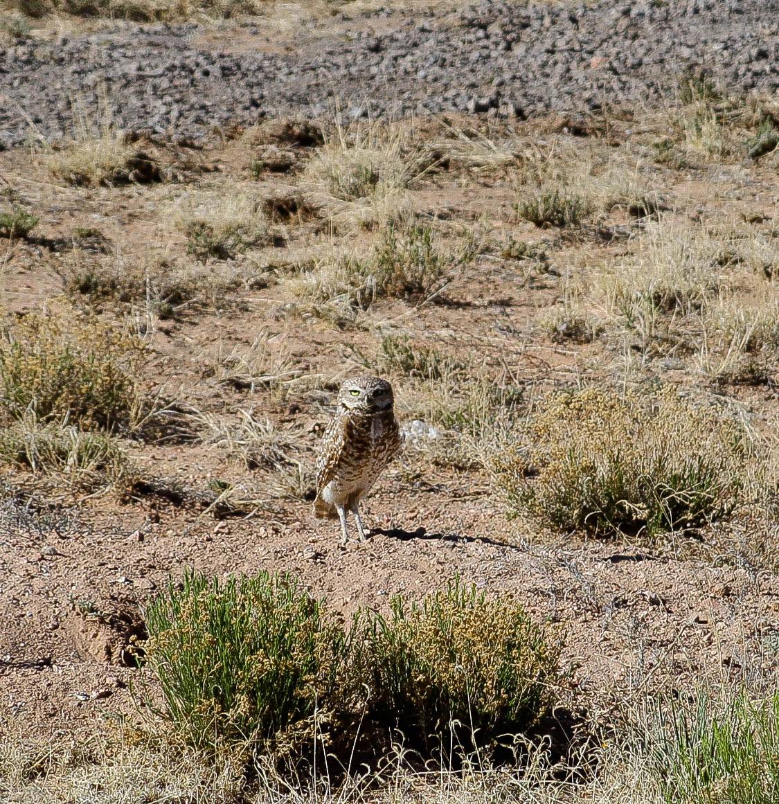 Western Burrowing Owls have returned to the Oñate Military Complex